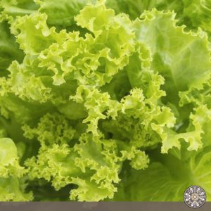 Producto lechuga, venta en el Resguardo Indígena Gran Tescual