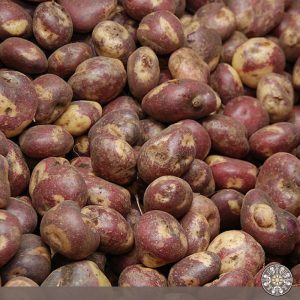 papa capiro o superior