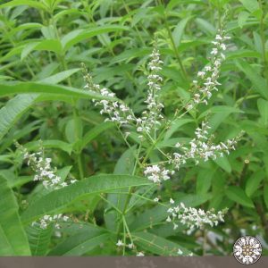 Venta de cedrón Puerres Nariño