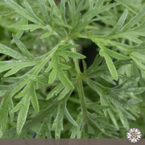 Venta de ajenjo Puerres Nariño