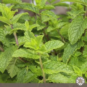 Venta de Hierbabuena Puerres Nariño