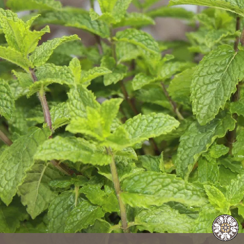 Venta de Hierbabuena Puerres Nariño