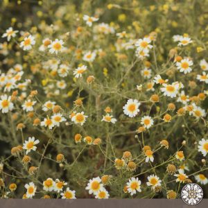 Venta de manzanilla Puerres Nariño