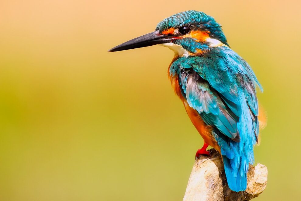 Chasquiwairas – Aves del territorio Gran Tescual Ave colorida posada en rama, símbolo de las Chasquiwairas del Resguardo Gran Tescual